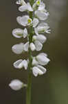 Boykin's milkwort